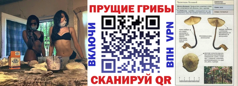 Купить  Куровское  Псилоцибиновые грибы MAGIC MUSHROOMS 